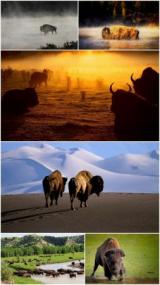 Collection wallpaper - American Bison