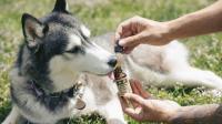 Udemy - Herbalism - Herbs For Dogs