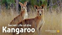 Secret Life of the Kangaroo Series 1 3of3 A Bucks Life 1080p HDTV x264 AAC