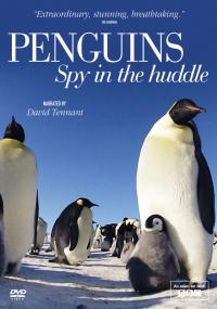 Penguins Spy In The Huddle<span style=color:#777> 2013</span> 720p BluRay x264-GOTEi [PublicHD]