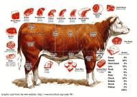 POtHS 2 - When The SHTF - Vol 15 - How to Butcher any Animal