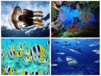 270 Underwater Wallpapers 1600 X 1200