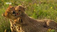 National Geographic Wild Cheetah Fatal Instinct HDTV x264-TViLLAGE [P2PDL]