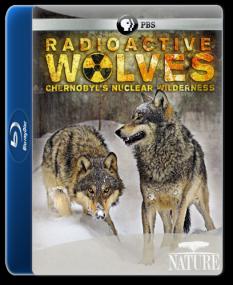 PBS Nature Radioactive Wolves<span style=color:#777> 2011</span> 1080p BDRip H264 AAC <span style=color:#fc9c6d>- KiNGDOM</span>