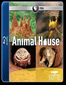 PBS Nature The Animal House<span style=color:#777> 2011</span> 1080p BDRip H264 AAC <span style=color:#fc9c6d>- KiNGDOM</span>