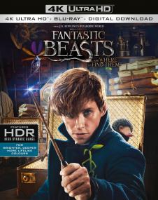 Animali fantastici e dove trovarli <span style=color:#777>(2016)</span> BDRip 2160p HEVC HDR ITA DTS-HD MA 5.1 ENG TrueHD Atmos 7 1 ITA ENG AC3 PirateMKV