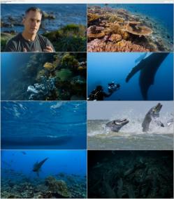 Disneynature Diving With Dolphins <span style=color:#777>(2020)</span> 1080p 5 1 - 2 0 x264 Phun Psyz