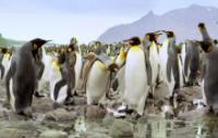 Adventures of the Penguin King<span style=color:#777> 2012</span> 720p HDTV x264-BATV[et]