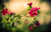 25 Amazing Flowers HD Wallpapers Set 24