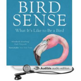 Bird Sense - What It's Like to Be a Bird