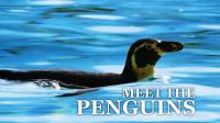 Meet The Penguins 720p HDTVx264 AAC