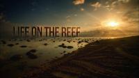 PBS Life on the Reef 3of3 720p HDTV x264 AAC