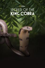 Secrets Of The King Cobra <span style=color:#777>(2010)</span> [720p] [WEBRip] <span style=color:#fc9c6d>[YTS]</span>