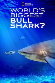 Worlds Biggest Bull Shark<span style=color:#777> 2021</span> 720p WEBRip 400MB x264<span style=color:#fc9c6d>-GalaxyRG[TGx]</span>
