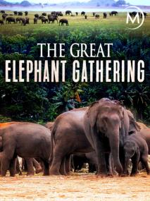 The Great Elephant Gathering <span style=color:#777>(2011)</span> IPTVRemux ts