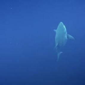 Worlds Biggest Great White<span style=color:#777> 2019</span> 1080p WEBRip x265<span style=color:#fc9c6d>-RARBG</span>