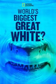 Worlds Biggest Great White Shark <span style=color:#777>(2019)</span> [1080p] [WEBRip] [5.1] <span style=color:#fc9c6d>[YTS]</span>