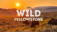 Wild Yellowstone<span style=color:#777> 2020</span> 720p 10bit WEBRip x265-budgetbits