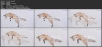 Skillshare - Leaping Fox Drawing Tutorial  Colored Pencil