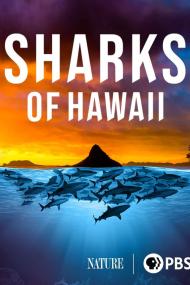 Nature Sharks Of Hawaii <span style=color:#777>(2021)</span> [720p] [WEBRip] <span style=color:#fc9c6d>[YTS]</span>