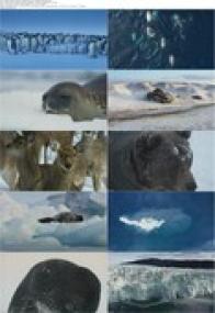 Frozen Planet II S01E01 1080p WEB x264-[730MB]<span style=color:#fc9c6d>-Worldmkv</span>