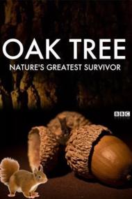 Oak Tree Natures Greatest Survivor <span style=color:#777>(2015)</span> [1080p] [WEBRip] <span style=color:#fc9c6d>[YTS]</span>