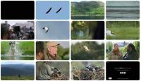 Hamza Strictly Birds of Prey (1080p)