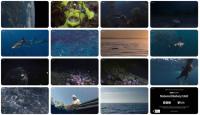Planet Earth III S01E02 Ocean 1080p