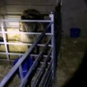 Our Dream Farm with Matt Baker S01E04 HDTV x264<span style=color:#fc9c6d>-TORRENTGALAXY[TGx]</span>