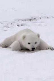 【高清影视之家发布 】北极熊宝宝[中文字幕] Britain's Polar Bear Cub<span style=color:#777> 2018</span> 1080p WEB-DL H264 AAC<span style=color:#fc9c6d>-SONYHD</span>
