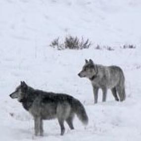 Yellowstone Wolf Dynasty S01E01 720p HDTV x264<span style=color:#fc9c6d>-CBFM[TGx]</span>