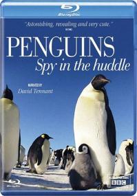 Penguins Spy in the Huddle  Remux HDCLUB