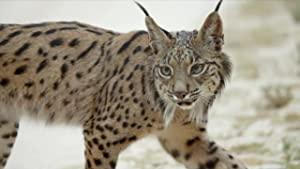 Europes New Wild Series 1 1of4 The Missing Lynx 1080p HDTV x264 AAC