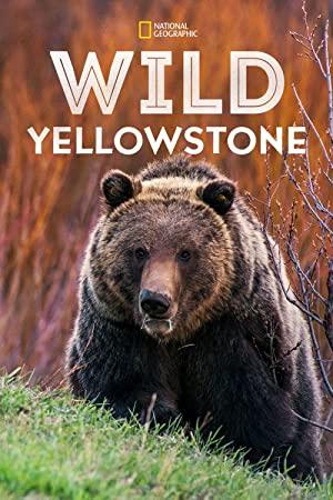 Wild Yellowstone<span style=color:#777> 2015</span> Series 1 2of3 Grizzly Summer 720p HDTV x264 AAC