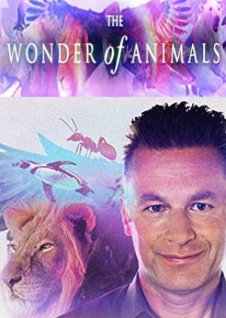 The Wonder Of Animals S01E12 Birds Of Prey HDTV x264-C4TV