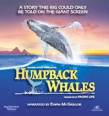 Humpback Whales <span style=color:#777>(2015)</span> [1080p] [YTS AG]