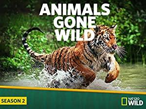 Animals Gone Wild 6of6 Freak Encounters 720p HDTV x264 AAC