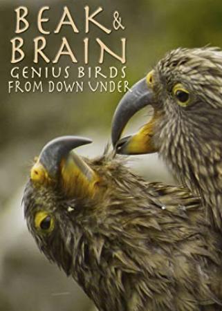 Beak Brain Genius Birds From Down Under<span style=color:#777> 2013</span> DUBBED 1080p WEBRip x264<span style=color:#fc9c6d>-RARBG</span>