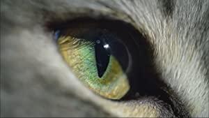 Cat Watch<span style=color:#777> 2014</span> The New Horizon Experiment S01E02 HDTV x264-C4TV