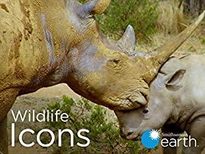 Wildlife Icons Series 1 Part 1 Savanna Life 1080p HDTV x264 AAC