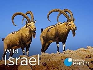Wild Israel S01E05 Migration Madness 720p WEB h264<span style=color:#fc9c6d>-CAFFEiNE[eztv]</span>